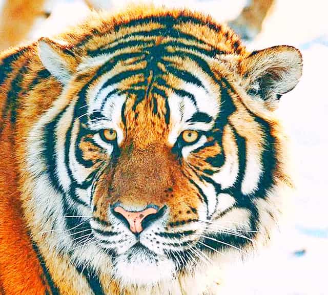 Tigers have unique Facial Markings.