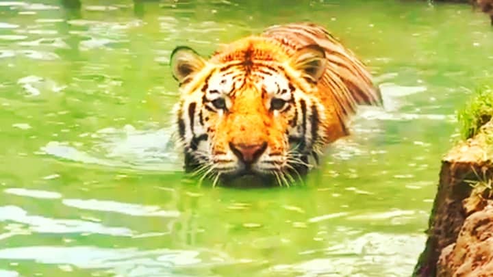 Tigers swimming speed is twice faster than an olympic swimmers.