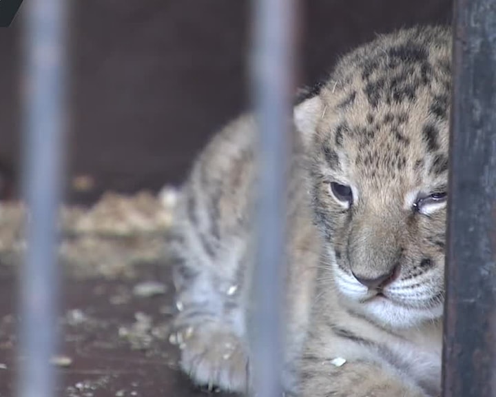Birth of a tigon cub in Russia. 