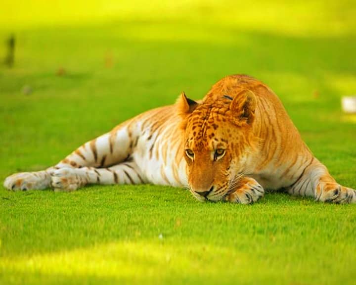 Tigon is a hybrid big from crossbreeding of tiger and lioness.