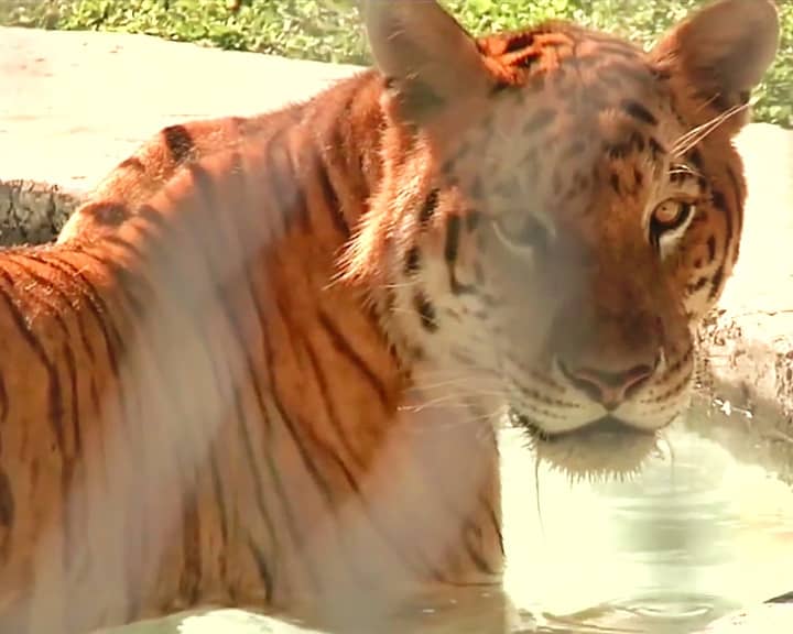A tigon lives at Big Cat Habitat and Gulf Coast Sanctuary in Florida, USA.