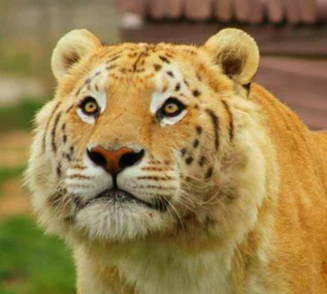 Tiliger has facial markings of a tiger.
