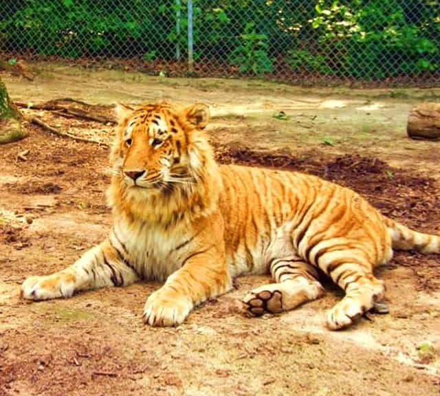 Tiliger is bigger than either a lion or a tiger. 