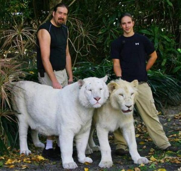 White Liger will always be produced through a white lion and a white tiger. 
