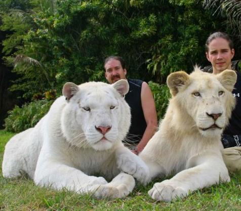 White Ligers Possibility. A White Lion and a female white tiger will produce a perfect white liger.