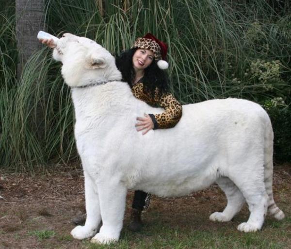 White Liger will be as big as 1200 pounds.