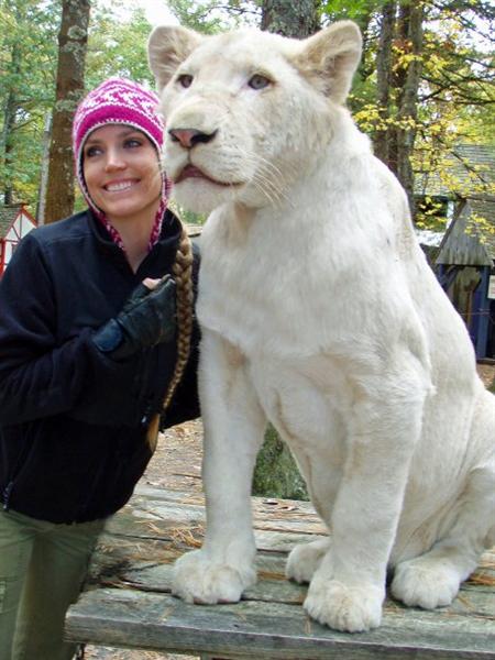 White Ligers will be specifically needing a white lion in particular. 