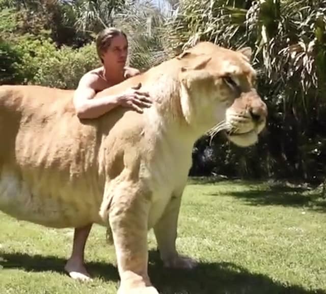 White Liger named Apollo weighs more than 900 pounds in weight.