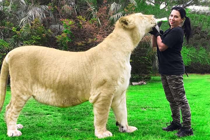 White Ligers have light brown colored fur. 