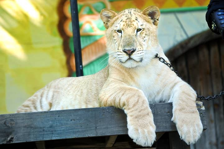 White Ligers have light brown colored fur during the juvenile phase of their lives.