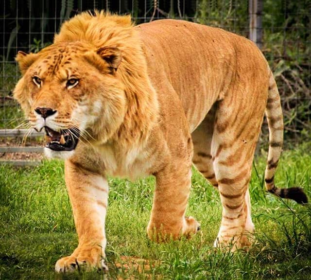 Lion And Tiger Mix Liger