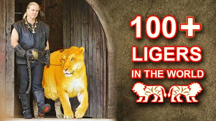 100 ligers in the world.