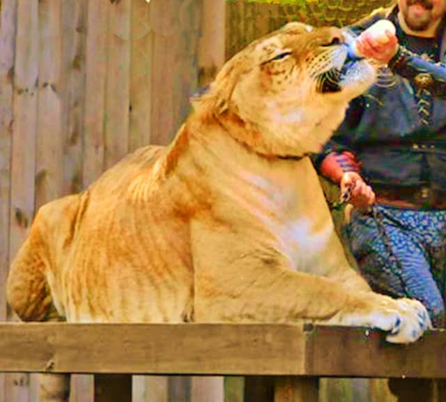 Liger Hercules made world record of weighing 921.