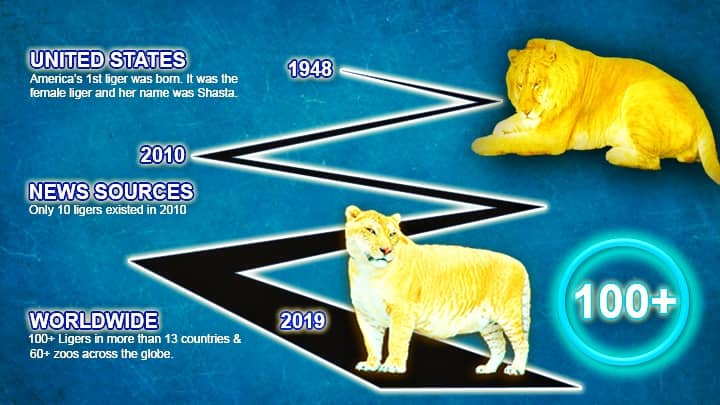 Liger population rise from 10 to more than 100 ligers.