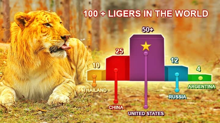 Top countries with ligers include USA, China, Russia and Thailand.