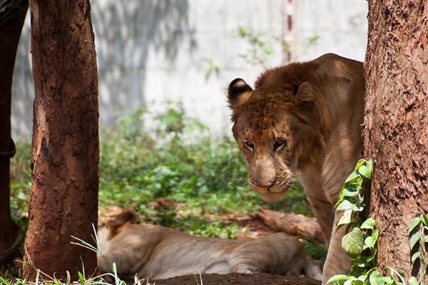 Ligers and Cash are directly related with one another.