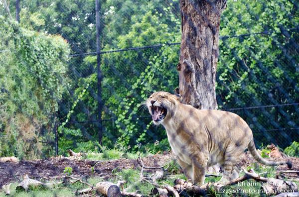 Ligers can provide cash inflows during these economic crises times as well.