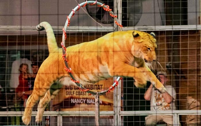 Liger circus at big cat habitat and gulf coast sanctuary in Sarasota, USA.