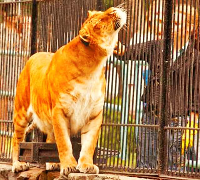 Ligers play a key role within big cat conservation.