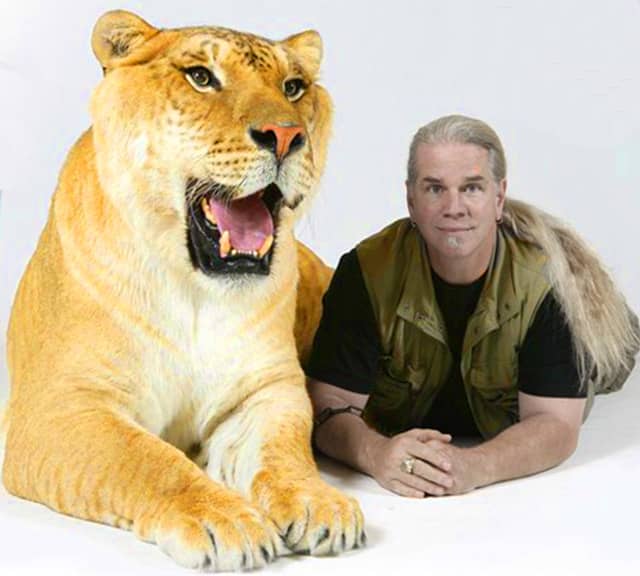 Ligers create big cat conservation through education and awareness.