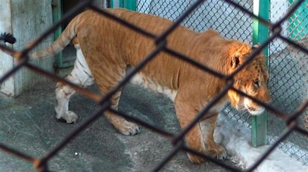 A Liger weighs around 900 Pounds. 