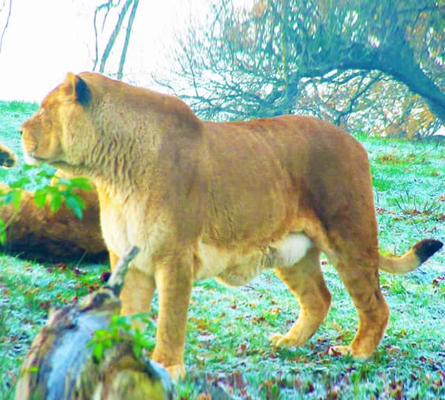 Biggest castrated lion weighing 900 pounds in USA. 