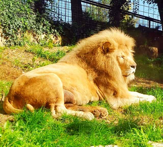 Biggest Lion ever recorded. 827 Pounds at Dublin zoo in Ireland.