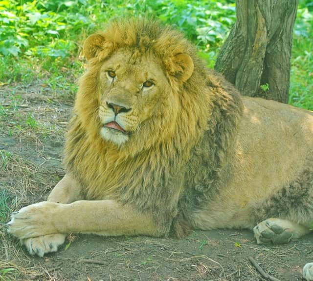 Biggest lion in wild weighing 690 pounds. 