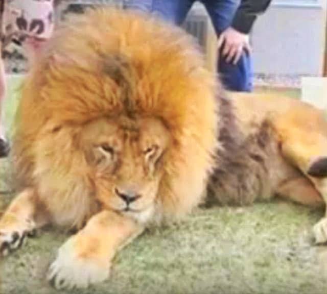 worlds largest lion ever recorded