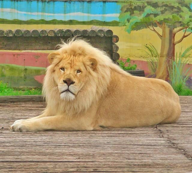 Normal lion size in the wild is around 400 to 500 pounds.