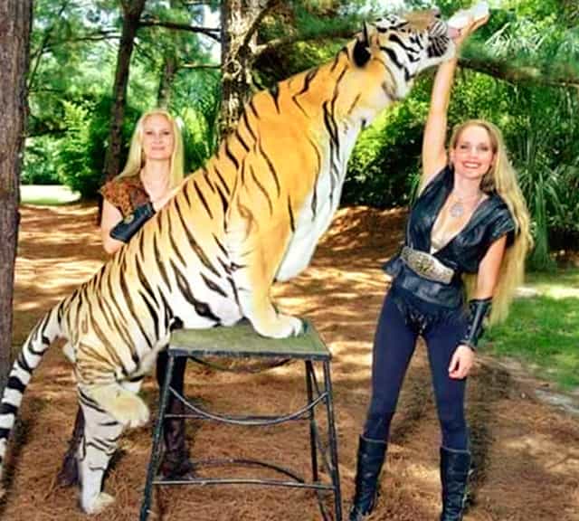 Biggest Bengal Tiger weighed 705 pounds in weight. 