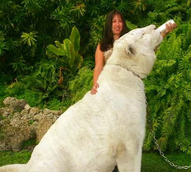 Biggest Tiger at Myrtle Beach Safari weighed 650 pounds.