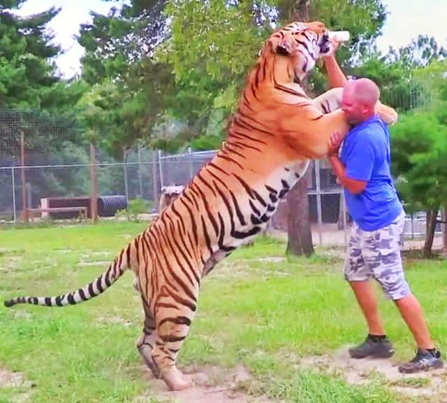 Biggest Tiger Samson in Captivity weighed 700 pounds in weight.