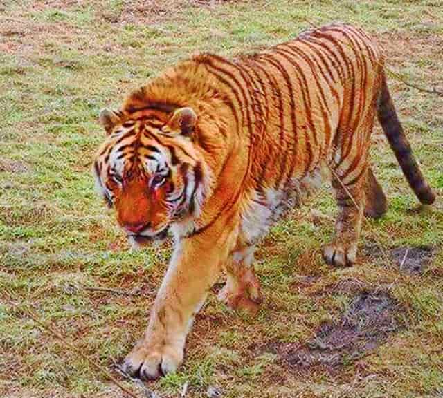 Biggest tiger in the wild weighed 771 pounds in Siberia, Russia. 