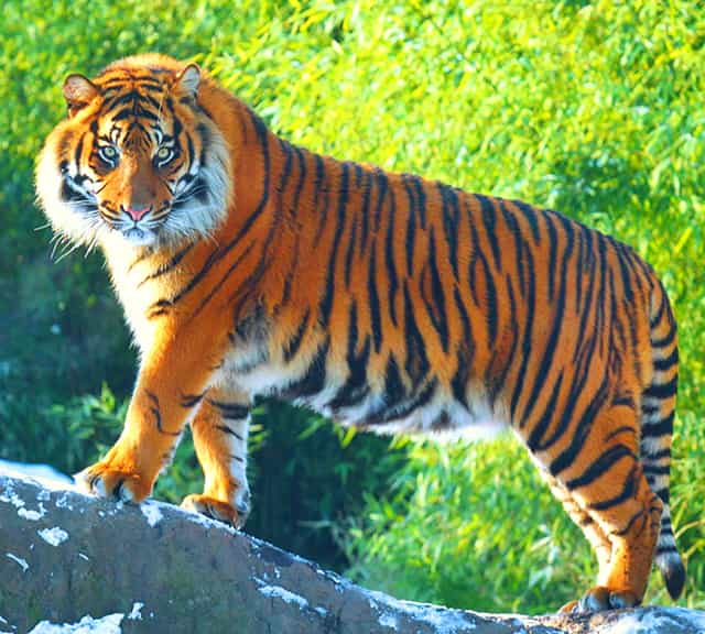 Biggest Tiger weighed more than 900 pounds.
