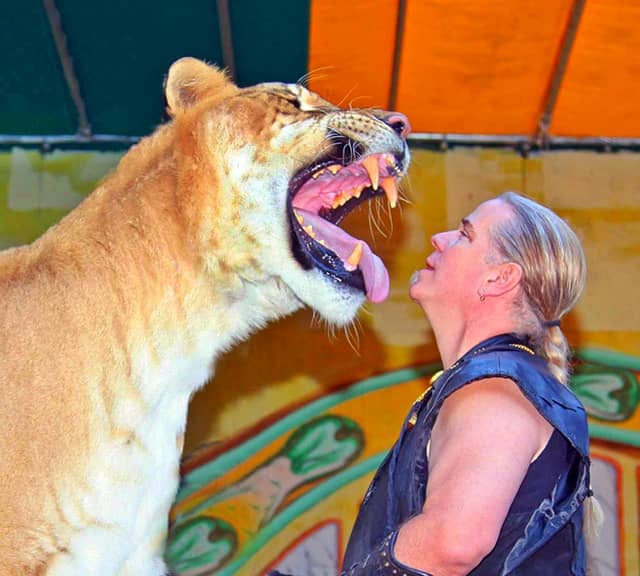 Liger bite force is 900 pounds at the tip of its canines.