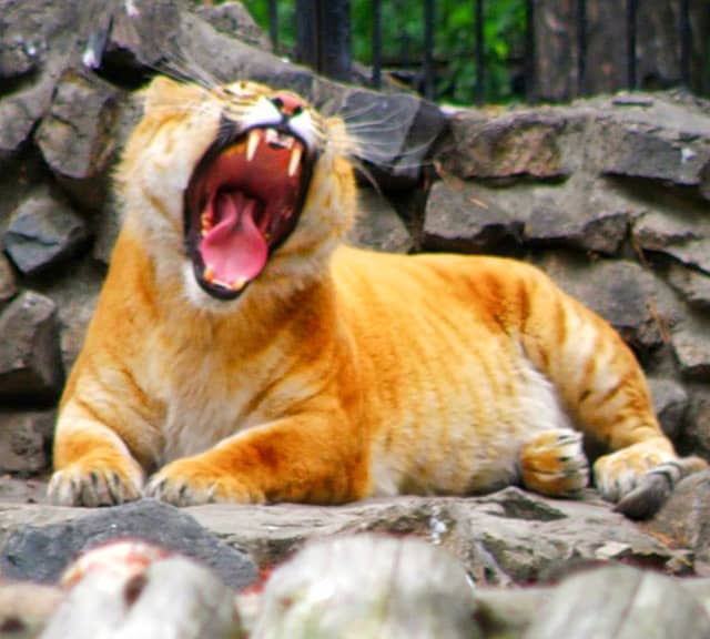 Bite force of a liger is biggest among all the big cats of African Savannah.