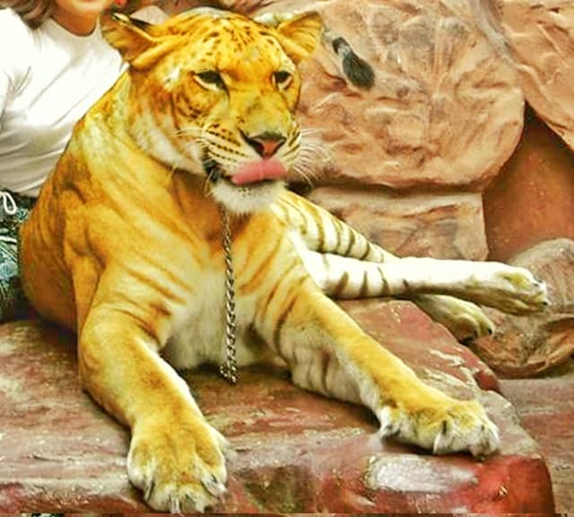 Jasmine the liger at the Chang Puak Camp. Jasmine is a female liger.