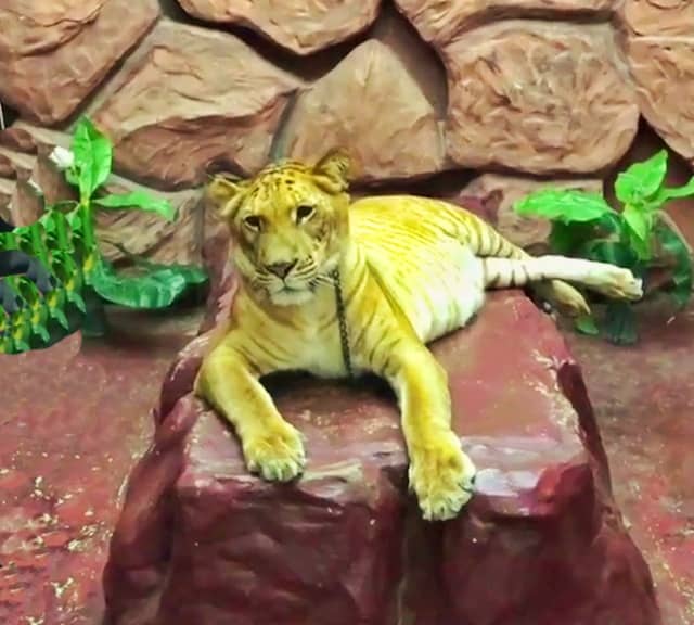 Enclosure of the liger at the Chang Puak Camp.