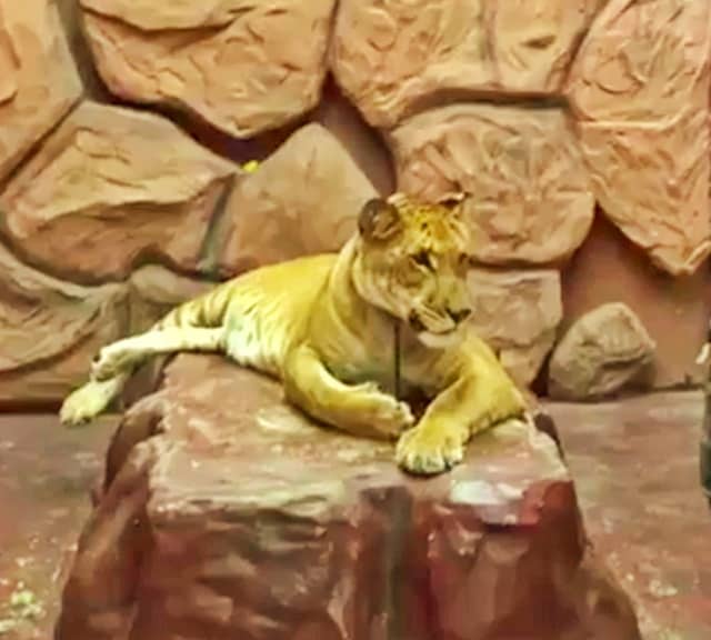 Liger entertains the visitors of the Chang Puak Camp.