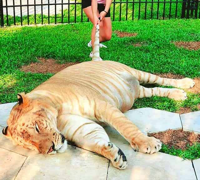 Popularity of the ligers at the Chang Puak Camp, Hati Yai, Thailand.