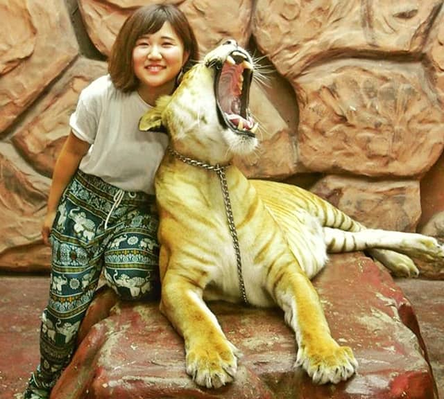 Visitors' interaction with the ligers at the Chang Puak Camp. 