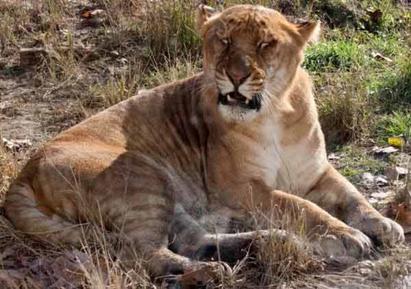 Liger Cub in Chinese Zoo. 