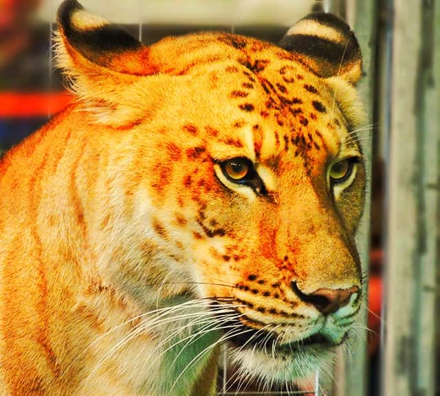 Black colored facial markings of the ligers.