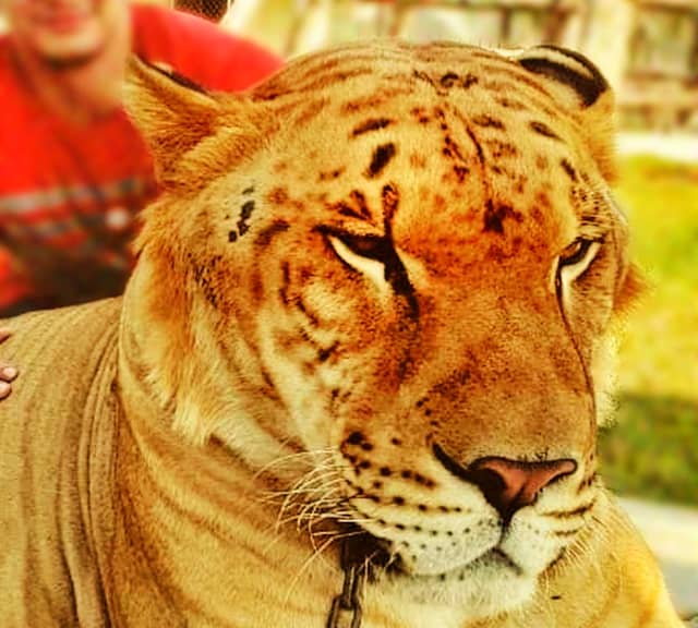 Facial Markings of the Ligers help them in Socialization as well.