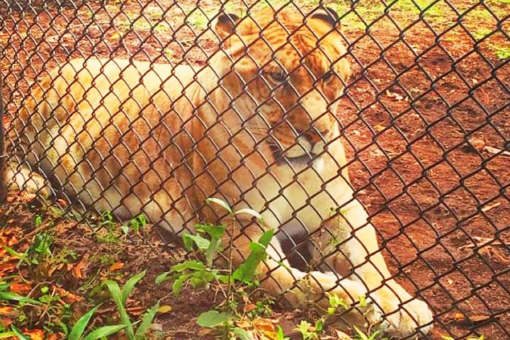 All ligers live in captivity. There are no wild ligers in the world.