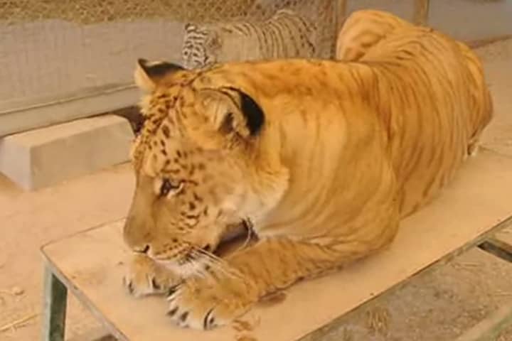 Argentina is the only country from the South American continent to have ligers.