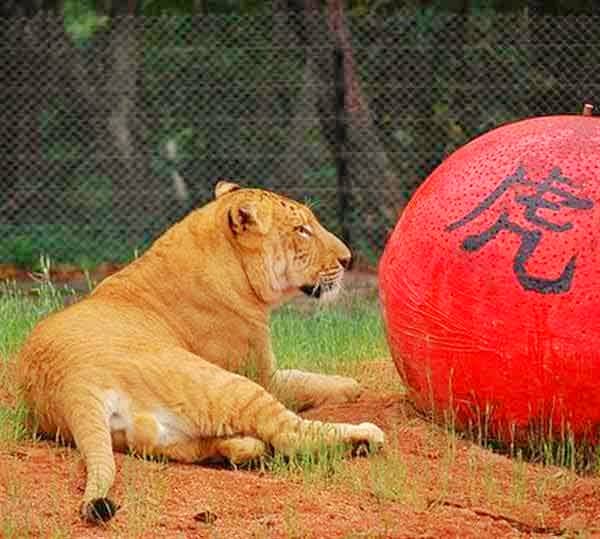 First ever liger cubs in China were born in 2005