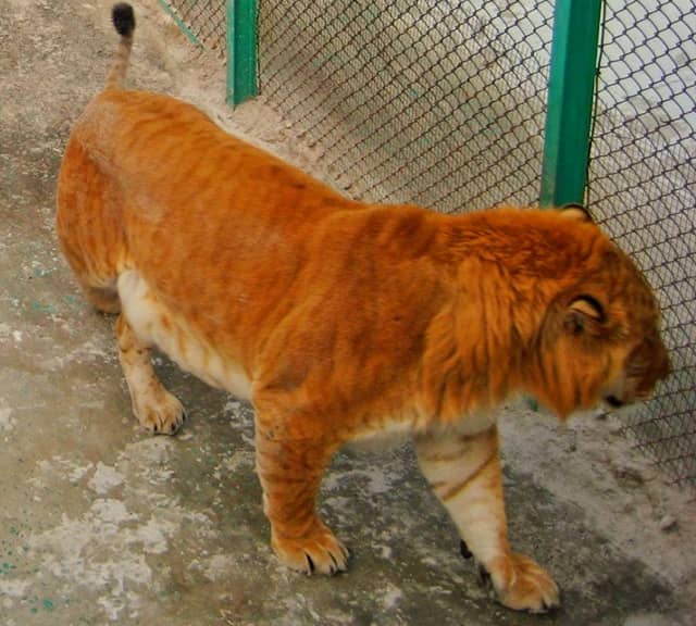 China has most numbers of ligers within Asian continent