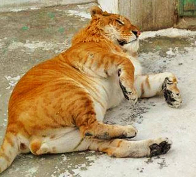 At least 13 countries in the world have ligers.